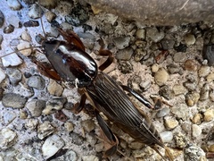 Gryllotalpa australis