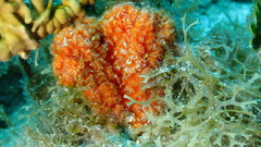 Ptilocaulis walpersii