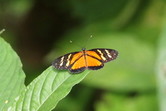 Eresia