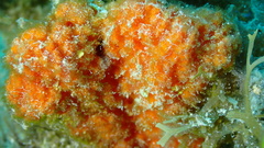 Ptilocaulis walpersii