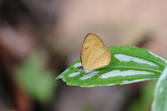 Tegosa