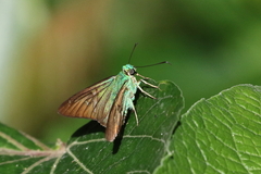 Telegonus