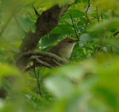 Phacellodomus rufifrons