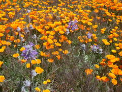 Salvia carduacea