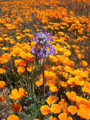 Salvia carduacea
