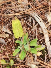 Lepechinia caulescens