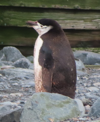 Pygoscelis antarcticus