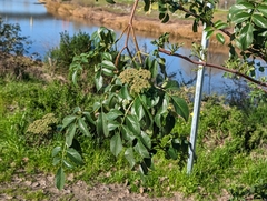 Sambucus cerulea