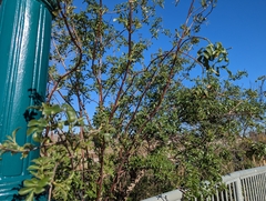 Sambucus cerulea