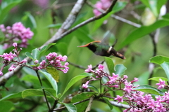 Lophornis delattrei image