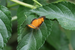 Tegosa anieta