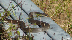 Coluber constrictor paludicola