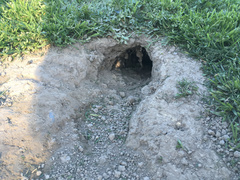 Oryctolagus cuniculus cuniculus