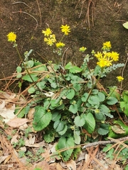 Packera quebradensis