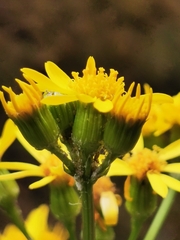 Packera quebradensis