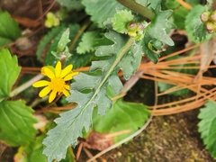 Packera quebradensis