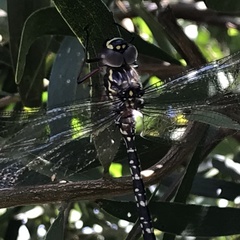 Austroaeschna multipunctata