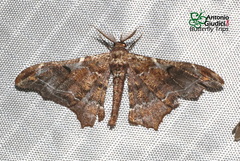 Hyposidra violescens