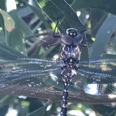 Austroaeschna multipunctata