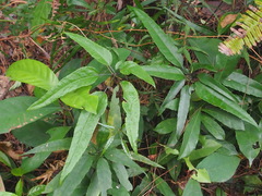 Heptapleurum heptaphyllum