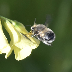 Anthophora pacifica