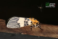 Ammatho maculifasciata