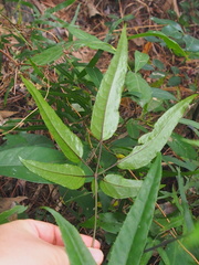Heptapleurum heptaphyllum