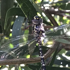 Austroaeschna multipunctata