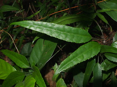 Heptapleurum heptaphyllum