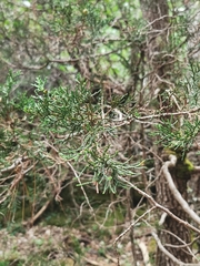 Juniperus deppeana