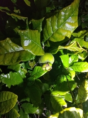 Campomanesia schlechtendaliana