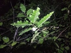 Campomanesia schlechtendaliana