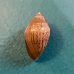 Melampus bidentatus