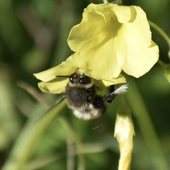 Anthophora pacifica