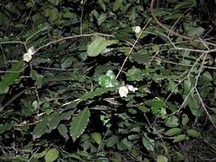 Campomanesia schlechtendaliana