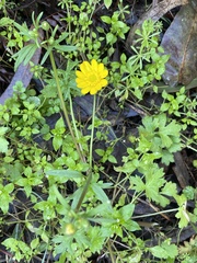 Ranunculus californicus