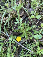 Ranunculus californicus
