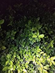 Campomanesia schlechtendaliana