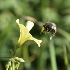 Anthophora pacifica