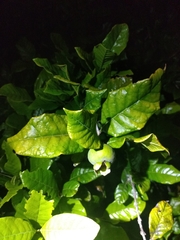 Campomanesia schlechtendaliana