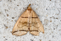 Herminia grisealis