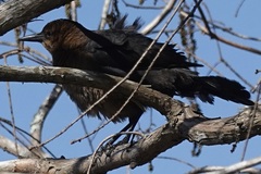 Quiscalus major