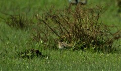 Gallinago paraguaiae