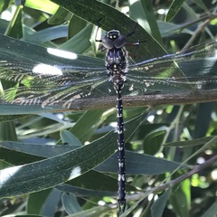 Austroaeschna multipunctata
