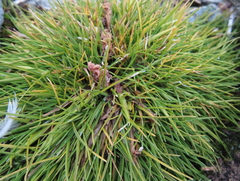 Deschampsia antarctica