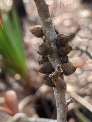 Disholcaspis quercusvirens