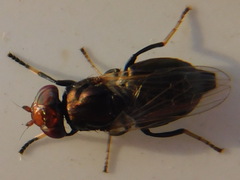 Physiphora alceae