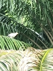 Ducula bicolor