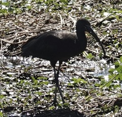 Plegadis falcinellus