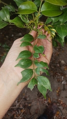 Zanthoxylum scandens